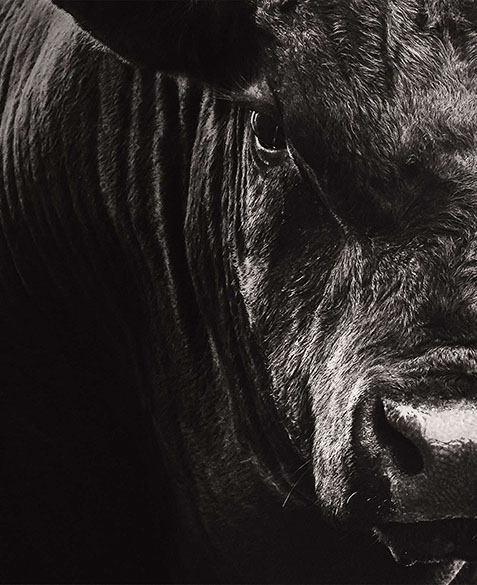 Chisholm Meats Wholesale Image